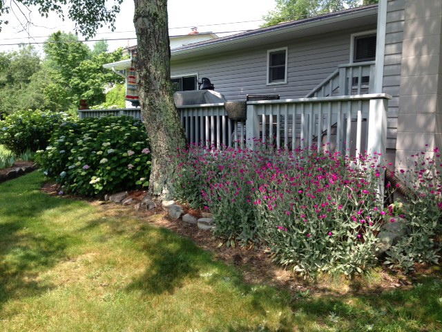 Rose Campion and Hydrangea at the rear of the patio.