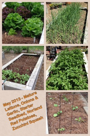 May 2013 Lettuce, Potatoes, Zucchini, Onions & Garlic, Seedbed