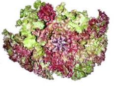 Red Lettuce