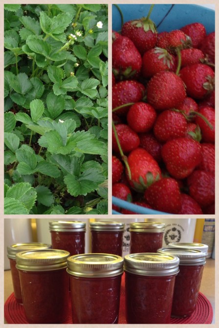 This is why we grow strawberries --- JAM!