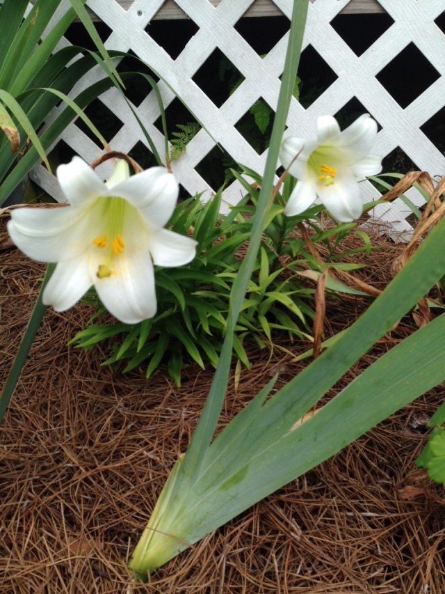 2015 Early White Lily IMG_6526