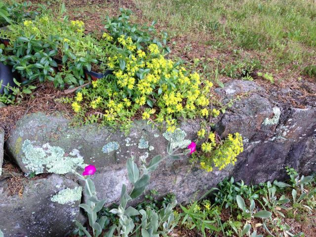 2015 Ground Cover on Rock Wall