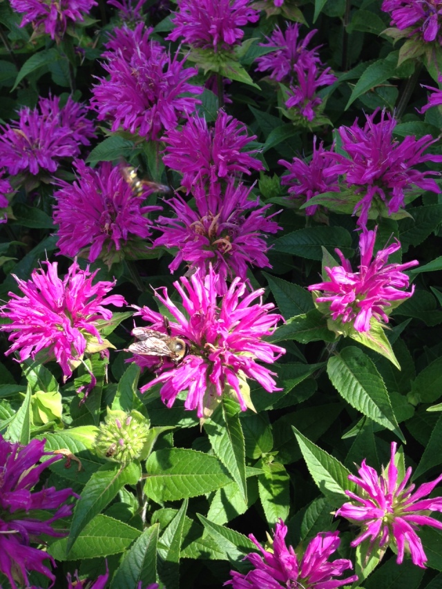 2015 Lavender Bee Balm with Bumble Bee 2 IMG_6548