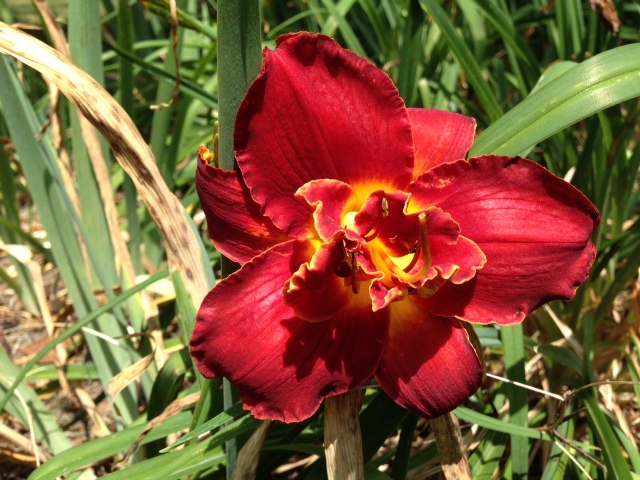 2015 Red Day Lily Closeup  IMG_6607