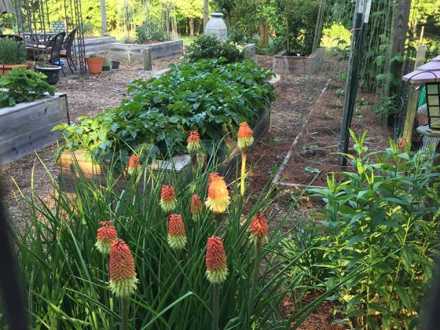 2015 Red Hot Poker fully matured
