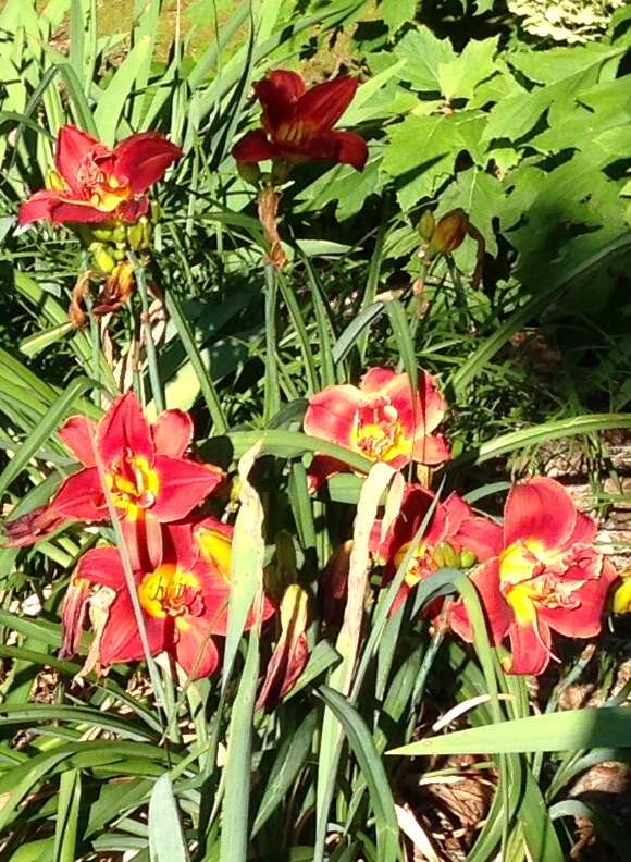 2015 Stunning Red Day Lilies