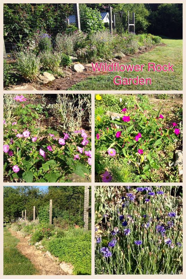 Our Rock Garden is located at the rear of our Raised Beds. Several years ago we planted a variety of wildflower seeds. Now the flowers are reseeding themselves with a different look each month and each year.