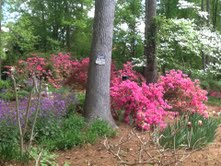 When the Azaleas bloom, they simply outshine everything else!