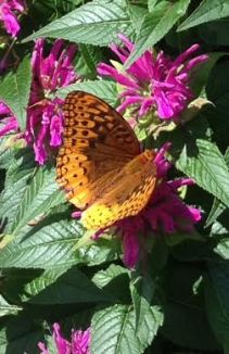 Fritillary Butterfly on Bee Balm - Jim Davenport