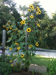 IMG_0162 - Sunflower