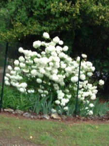 Viburnum - Snowball; blooms in the early spring just after the dogwoods and along with flowers such as iris and peonies.