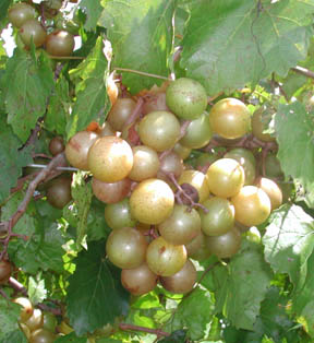 white muscadines