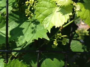 2013-06-22 Muscadines just forming
