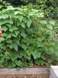 2013 Cucumbers - grown vertically to conserve space
