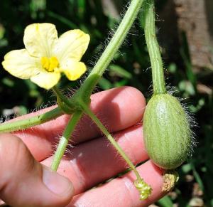2013 Little Baby Flower Watermelon - on the vine with flower