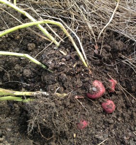 2013 Norland Red Potatoes - 2nd Crop - Harvested 08-22-2013