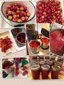 2013 Plum Jam - Santa Rosa Plums direct from our Orchard
