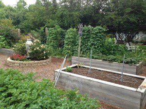 2013 Pole Beans (background) - Norland Red Potatoes (foreground)