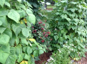 2013 Pole Beans - Rattlesnake (L), Uncle Frank's (R)