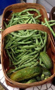 2013 Pole Beans Ready to be Broken