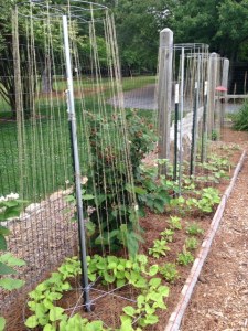 May 2013 Bean Towers