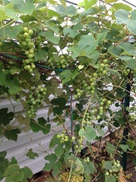 2013 Aunt Bertha's Table Grapes 3 from Facebook Post
