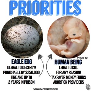 Eagle Egg vs Human Being