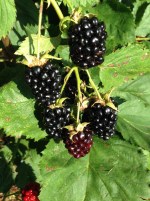 Blackberries