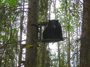 Bear on Deer Stand