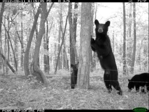 Spotted on Lookout Mountain in 2014 ... Female black bear and two cubs