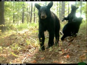 Black Bear with Cubs on Lookout