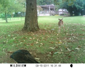 Buzzard and Deer - SUNP0021