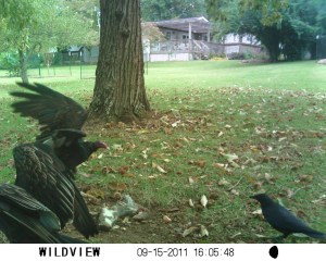 Buzzards and Crow by Jim Davenport - SUNP0011