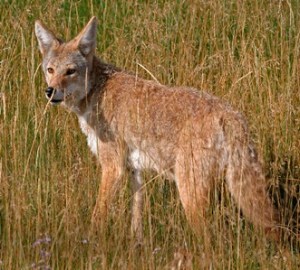 Cyote - ANR-1413_img_0