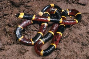 Eastern_Coral_Snake