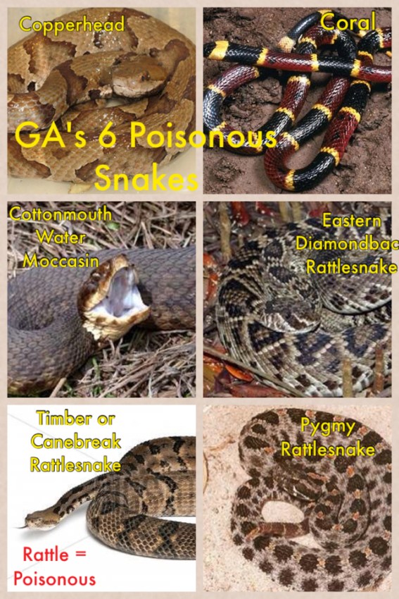 Georgia's Six Poisonous Snakes