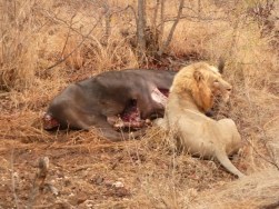 Lion Protecting Kill