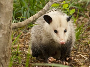 Opossum - North America's only marsupial.
