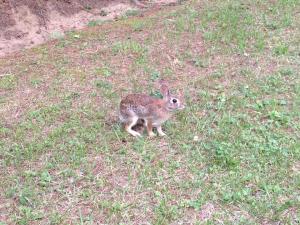 Rabbit - Photo by Angela Chambers