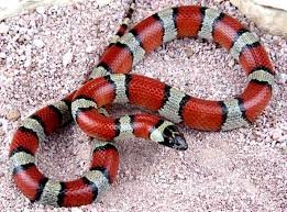 Scarlet King Snake - non-poisonous