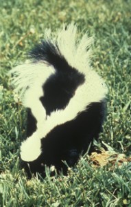 Striped Skunk usfws