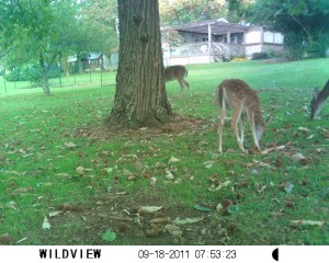 Deer feeding on our Chestnut trees in the daytime. They come around the clock when the nuts mature and fall to the ground.