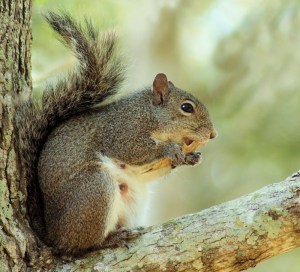 The-gray-squirrel-is-the-most-common-one-found-in-Alabama.-Photo-by-Sherry-Stimpson-Frost-800x726