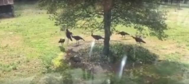 Turkey Time - 8 Gobblers Visit Us