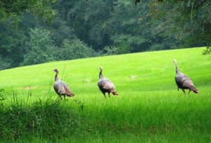 Alabama's wild turkey population now stands at some 400,000, but some biologists and hunters are concerned that numbers are declining in some areas.