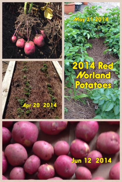 2014 Jun Red Norland Potatoes
