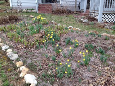 Scattered daffodils are a sure sign that spring is not far away - photos taken Mar 12