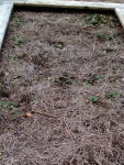 Strawberry Runners transplanted in Fall of 2014
