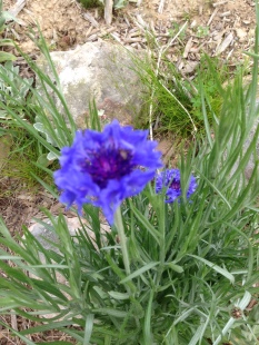 2015 Blue Wildflower - Really Blue
