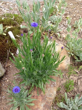 2015 Early Wildflowers in Rock Garden